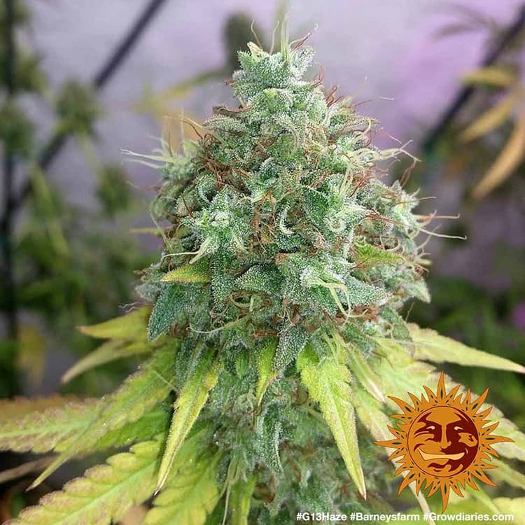 Barney's Farm G13 Haze Feminisiert