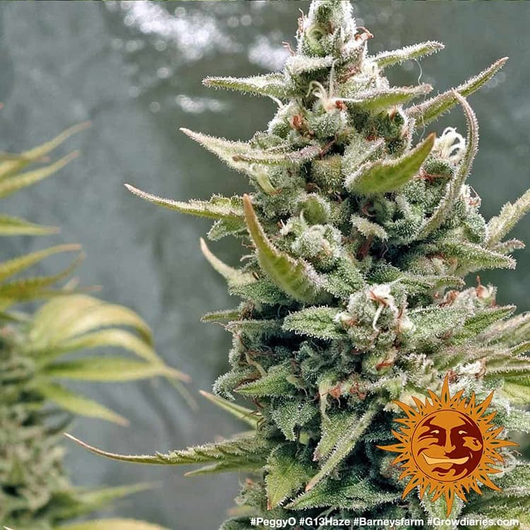 Barney's Farm G13 Haze Feminisiert