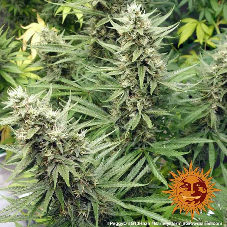 Barney's Farm G13 Haze Feminisiert