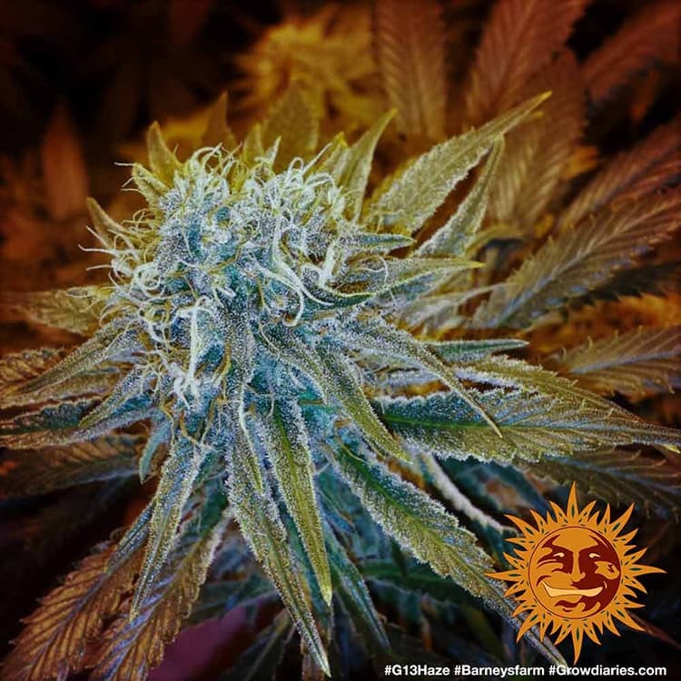 Barney's Farm G13 Haze Feminisiert