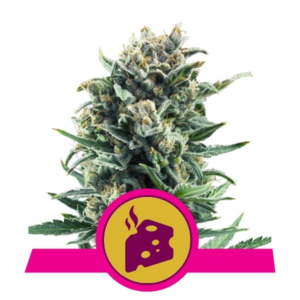 Royal Queen Seeds Blue Cheese Feminisiert