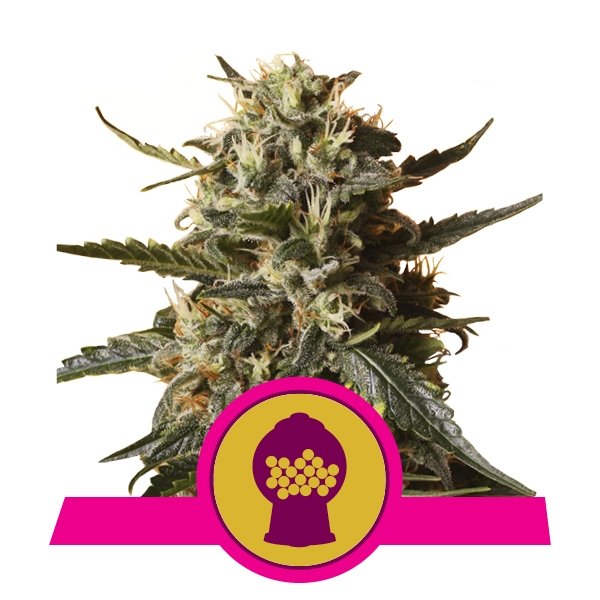 Royal Queen Seeds Bubblegum XL Feminisiert