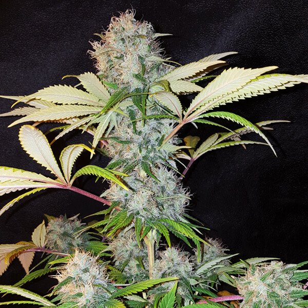 Royal Queen Seeds Bubble Kush Feminisiert