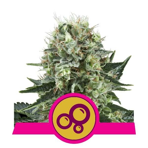 Royal Queen Seeds Bubble Kush Feminisiert