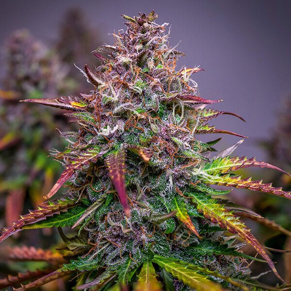 Royal Queen Seeds Bubble Kush Automatic Feminisierte Autoflower