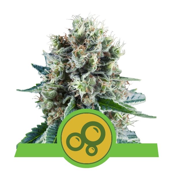 Royal Queen Seeds Bubble Kush Automatic Feminisierte Autoflower