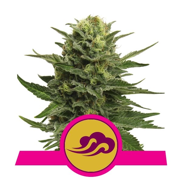 Royal Queen Seeds Blue Mystic Feminisiert