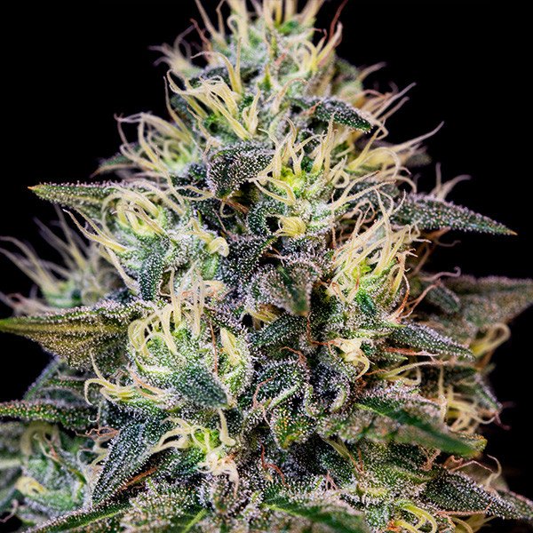 Royal Queen Seeds Cookies Gelato Feminisiert