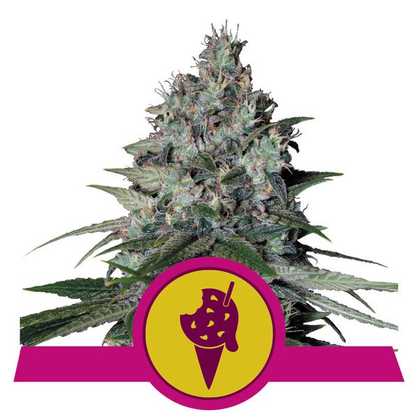 Royal Queen Seeds Cookies Gelato Feminisiert