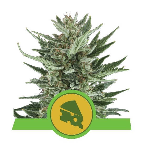 Royal Queen Seeds Royal Cheese Automatic Feminisierte Autoflower