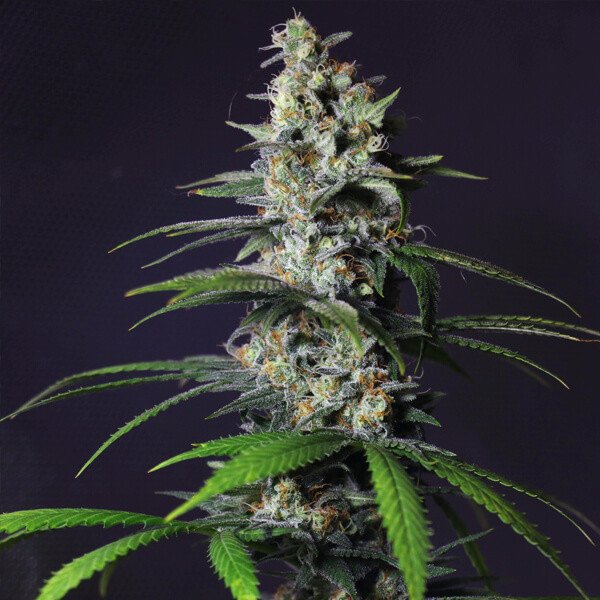 Royal Queen Seeds Chocolate Haze Feminisiert