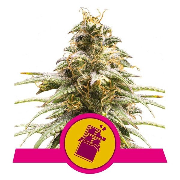 Royal Queen Seeds Chocolate Haze Feminisiert