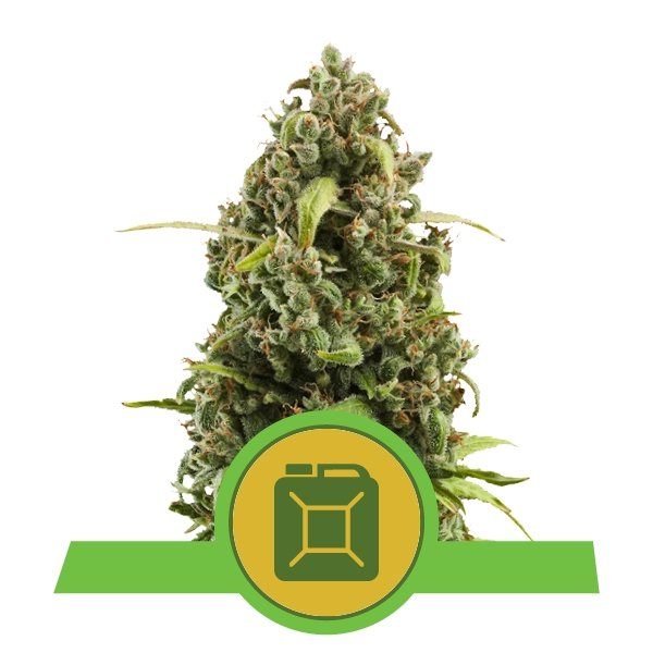 Royal Queen Seeds Diesel Automatic Feminisiert Autoflower