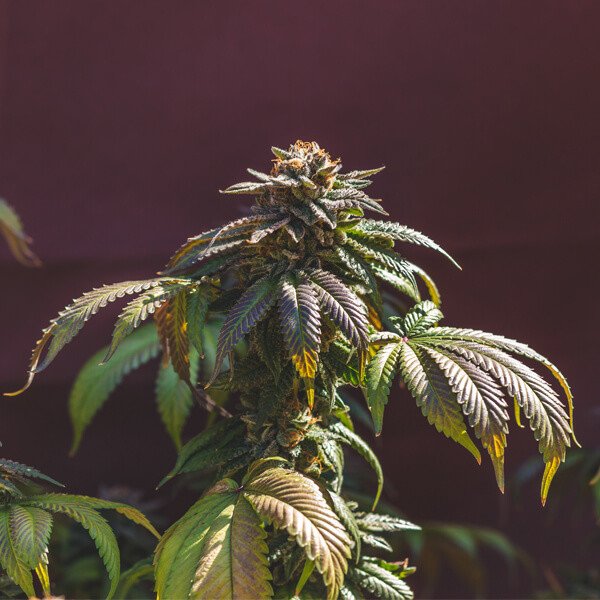 Royal Queen Seeds Euphoria CBD Feminisiert