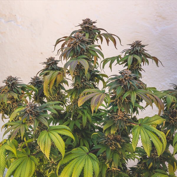 Royal Queen Seeds Euphoria CBD Feminisiert