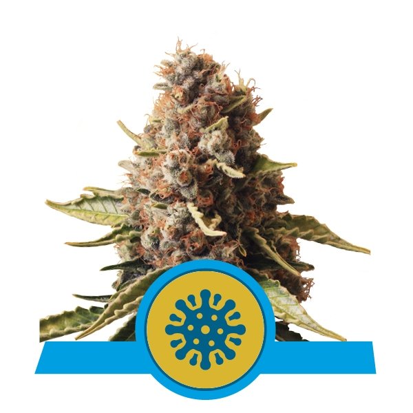 Royal Queen Seeds Euphoria CBD Feminisiert