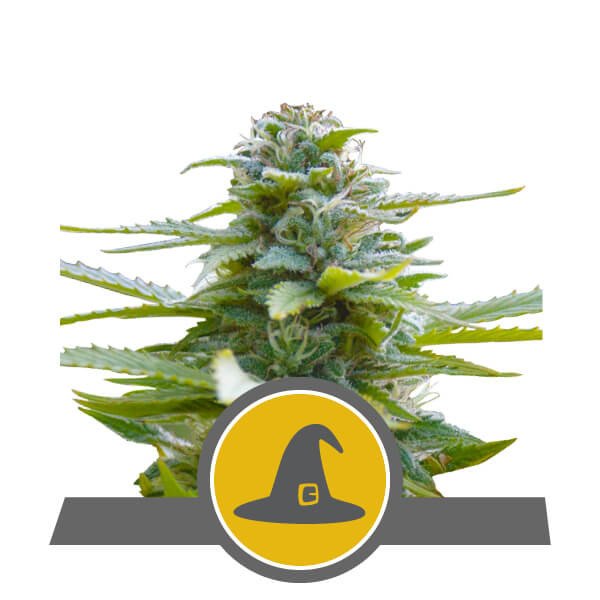 Royal Queen Seeds Exotic Witch Regulär