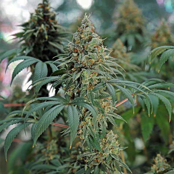 Royal Queen Seeds Fat Banana feminisiert