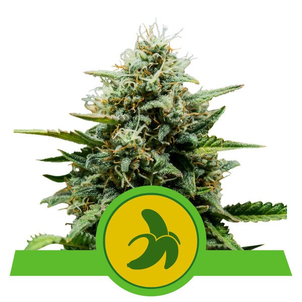 Royal Queen Seeds Fat Banana Automatic Feminisiert Autoflower