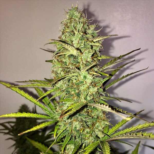 Royal Queen Seeds Fast Eddy Automatic CBD Feminisiert Autoflower