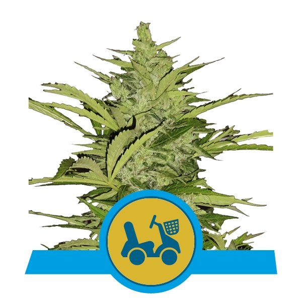 Royal Queen Seeds Fast Eddy Automatic CBD Feminisiert Autoflower