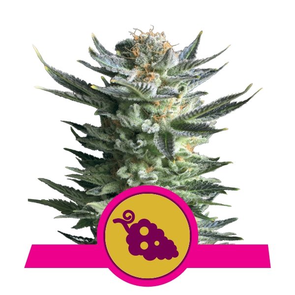 Royal Queen Seeds Fruit Spirit feminisiert