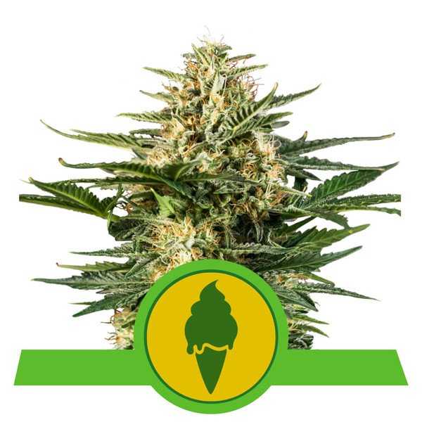 Royal Queen Seeds Green Gelato Automatic Feminisiert Autoflower