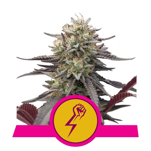 Royal Queen Seeds Green Crack Punch feminisiert