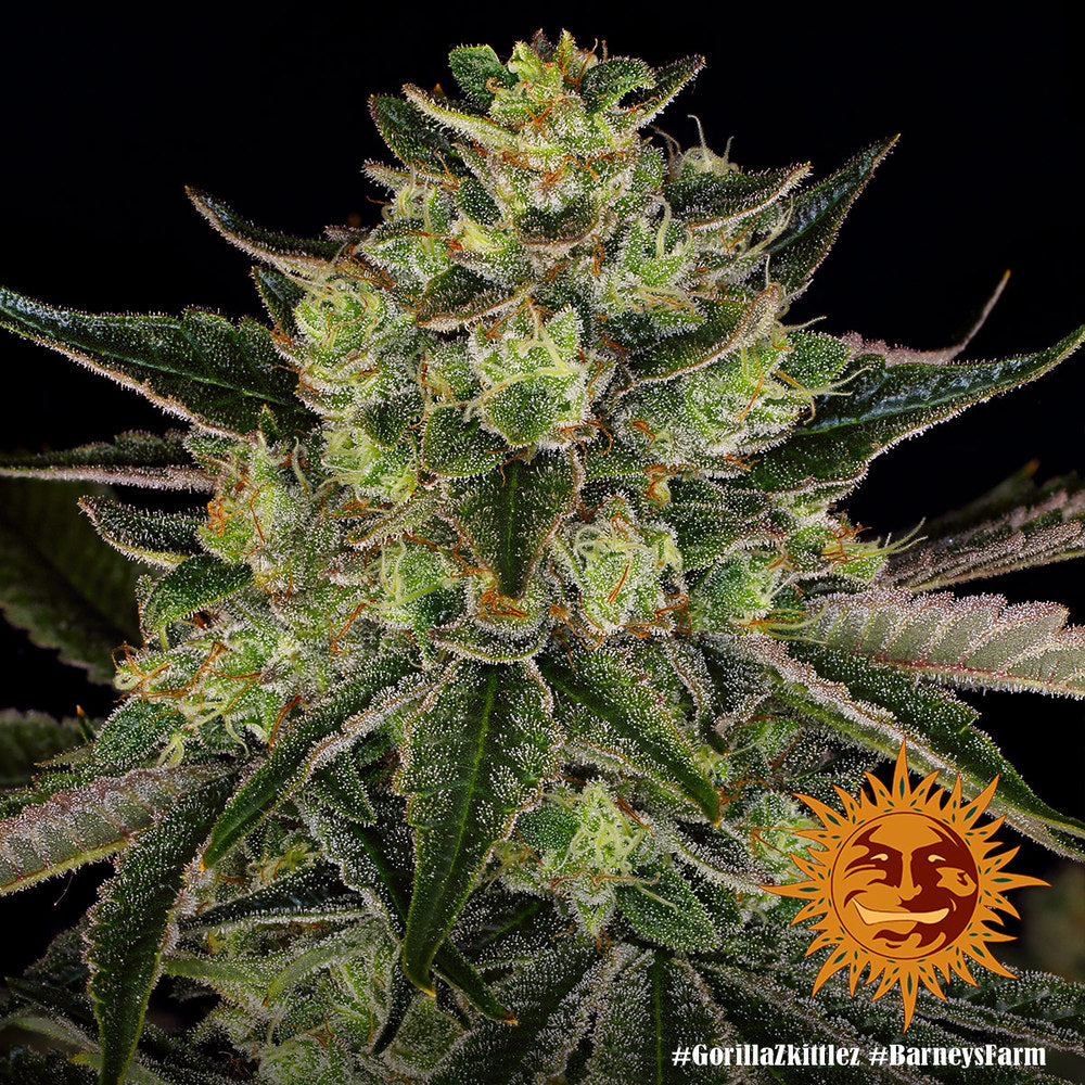 Barney's Farm Gorilla Zkittlez Feminisiert