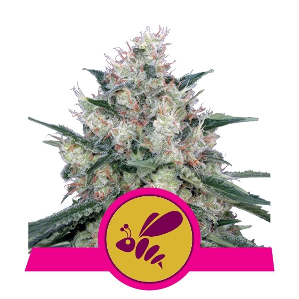 Royal Queen Seeds Honey Cream Fast feminisiert