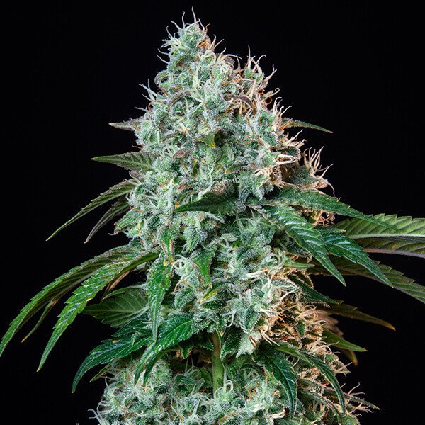 Royal Queen Seeds Hulkberry feminisiert