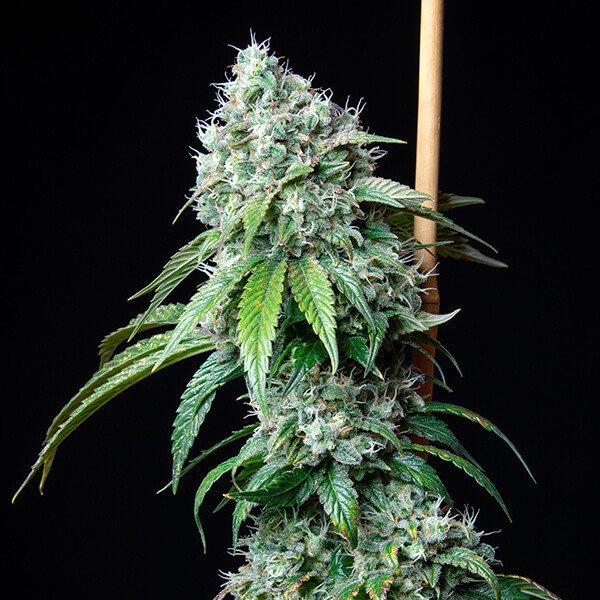 Royal Queen Seeds Hulkberry feminisiert