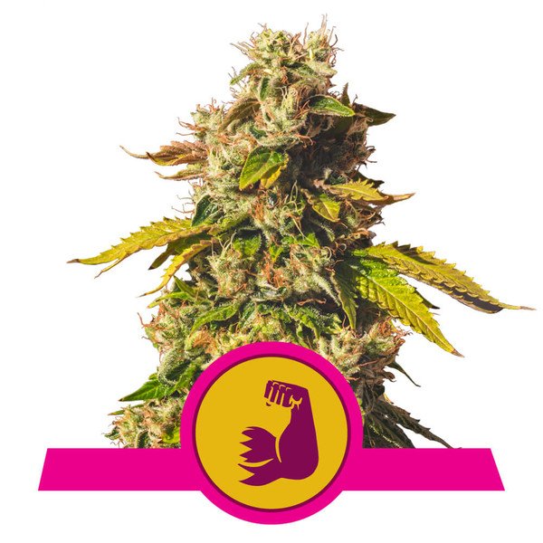 Royal Queen Seeds Hulkberry feminisiert