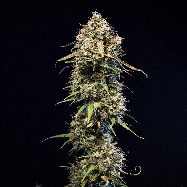 Royal Queen Seeds Haze Berry Automatic Feminisierte Autoflower