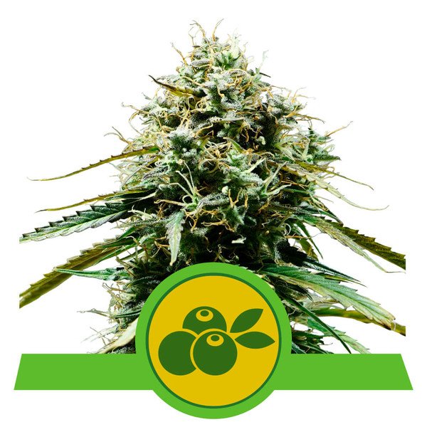 Royal Queen Seeds Haze Berry Automatic Feminisierte Autoflower