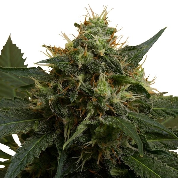 Royal Queen Seeds Ice feminisiert