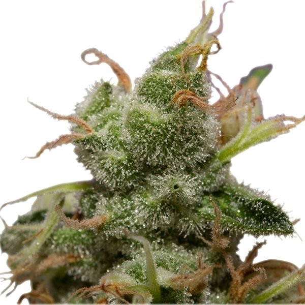 Royal Queen Seeds Ice feminisiert