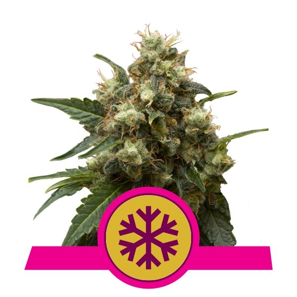 Royal Queen Seeds Ice feminisiert