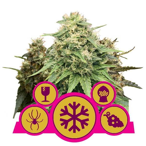 Royal Queen Seeds Indoor Feminisiert Mix Feminisiert