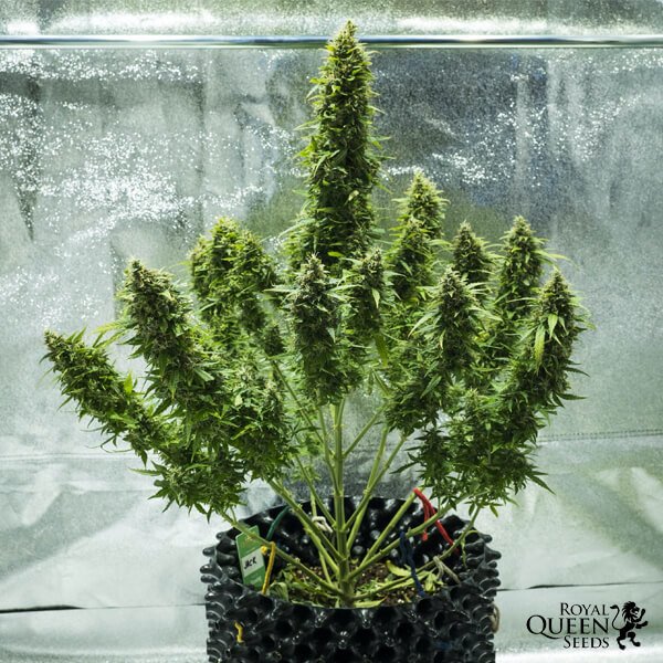 Royal Queen Seeds Royal Jack Automatic Feminisierte Autoflower