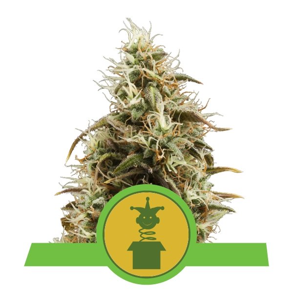 Royal Queen Seeds Royal Jack Automatic Feminisierte Autoflower