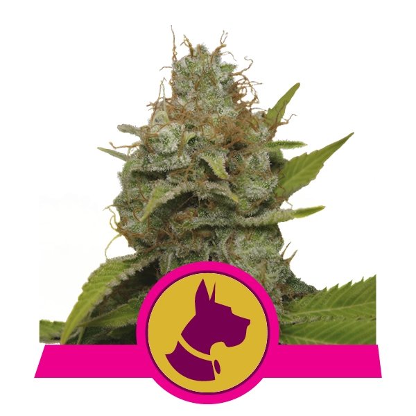 Royal Queen Seeds Kali Dog feminisiert