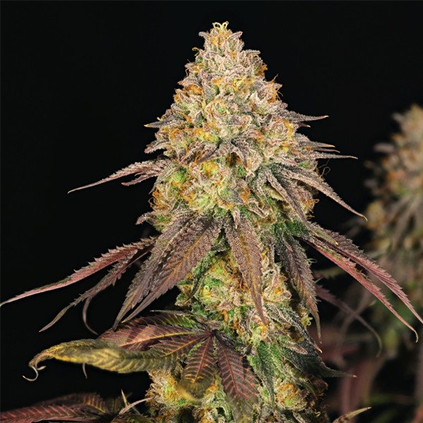 Royal Queen Seeds Legendary Punch feminisiert