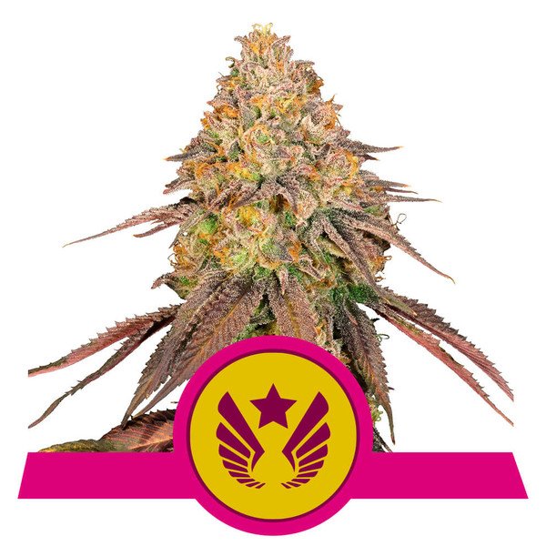 Royal Queen Seeds Legendary Punch feminisiert