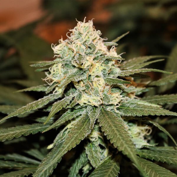 Royal Queen Seeds Lemon Shining Silver Haze Feminisiert