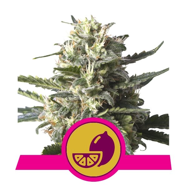 Royal Queen Seeds Lemon Shining Silver Haze Feminisiert