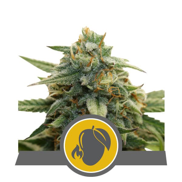 Royal Queen Seeds Mango Crunch Regulär