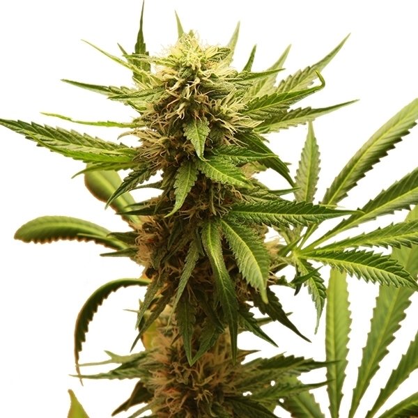 Royal Queen Seeds Northern Light feminisiert