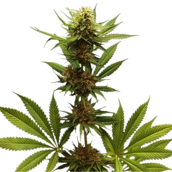 Royal Queen Seeds Northern Light feminisiert