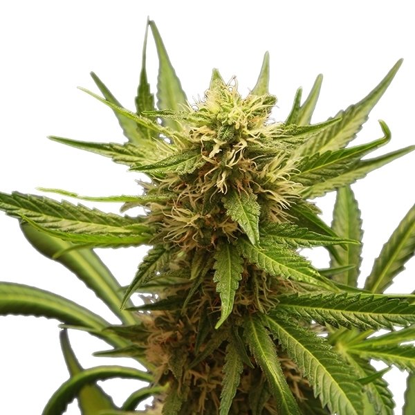 Royal Queen Seeds Northern Light feminisiert